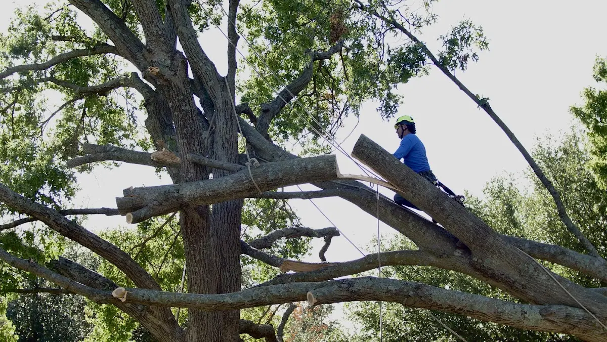 Professional Hazardous Tree Removal performed by certified arborists in Hamel